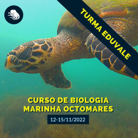 Octomares – Curso de Biologia Marinha
